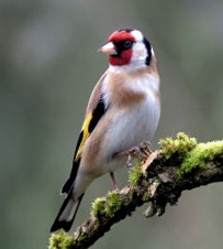© Bob Perry  Carduelis carduelis male