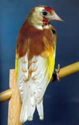 Pheao