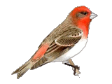 C. Rosefinch C. Rosefinch