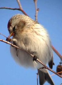 A.f. exipilis
