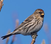 carduelis carduelis female