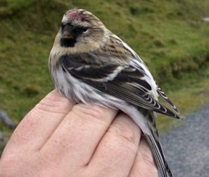 A.f.islandica