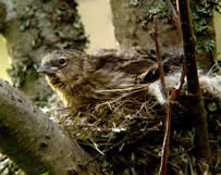 Jungvogel