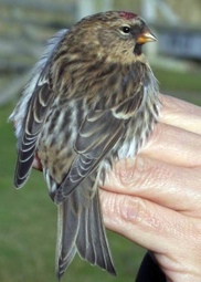 A.f.rostrata