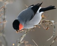 Japangimpel/P.p. griseiventris
