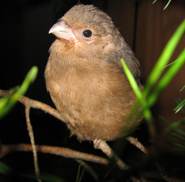 Jungvogel (Ästling)