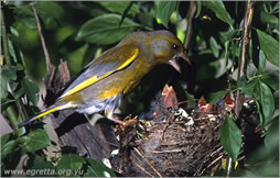 C.chloris