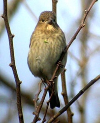 Carpodacus erythrinus female