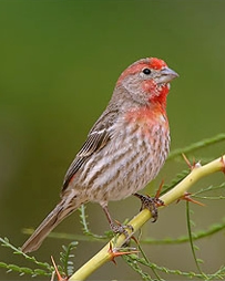 Carpodacus mexicanus