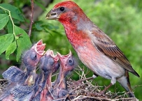 Nest