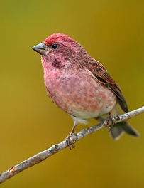Carpodacus purpureus