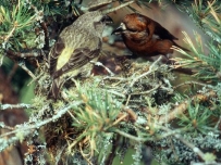 Nest