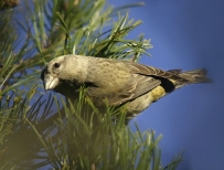 Weibchen