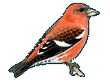 Bindenkreuzschnabel Bindenkreuzschnabel