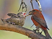 Nest