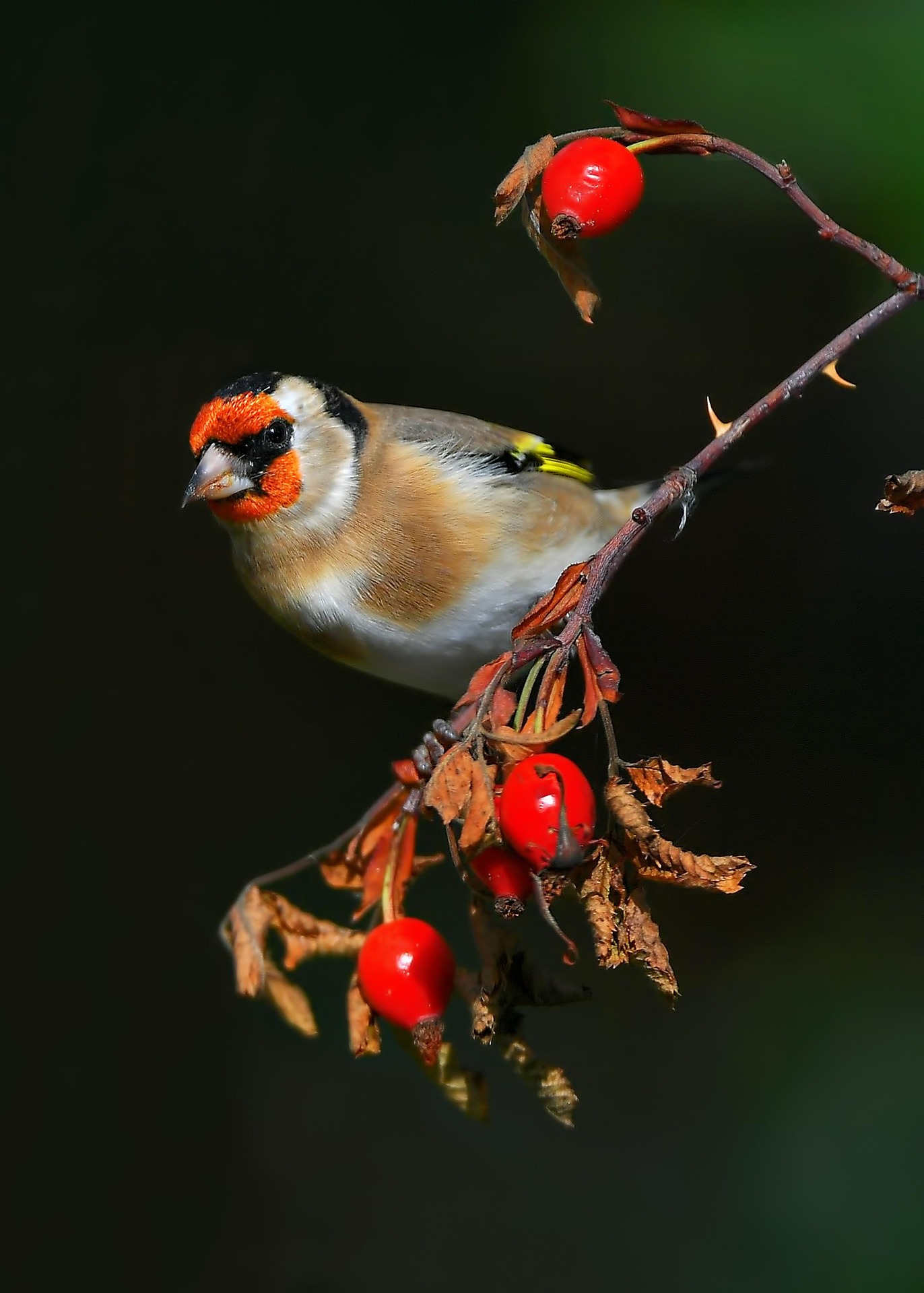 Stieglitz Distelfink carduelis carduelis Stieglitz an Hagebutte carduelis carduelis