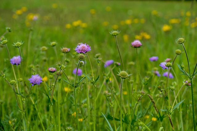Acker-Witwenblume Samenstände im Detail