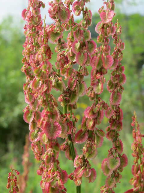 Wiesen-Sauerampfer (Rumex acetosa) - gesundes Wildkraut für Vögel