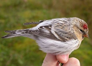 Coues-Polarbirkenzeisig (exilipes)