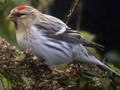 Rostrata79