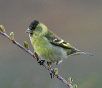 Carduelis barbata