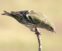 Carduelis spinus female