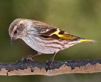 Carduelis pinus