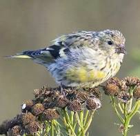 Carduelis spinus jv