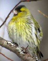 Carduelis Spinus